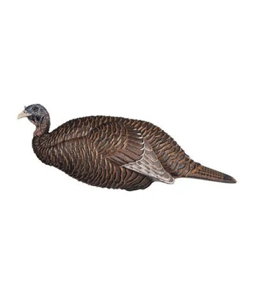 FLEXTONE THUNDER CHICK BREEDER