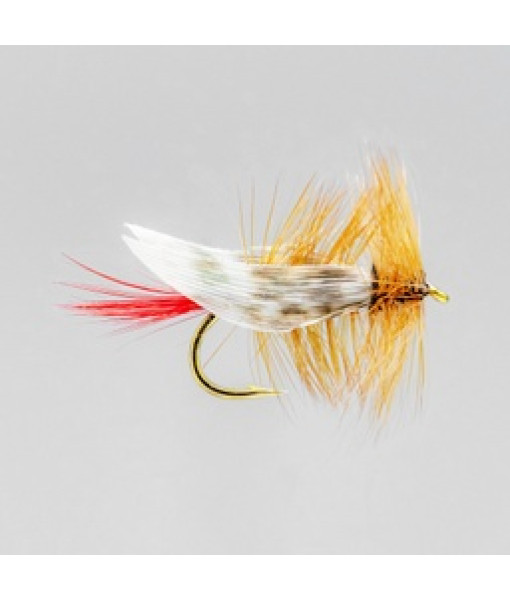 Green Grasshoppper Seche