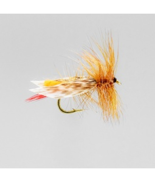 Orange Grasshopper Seche