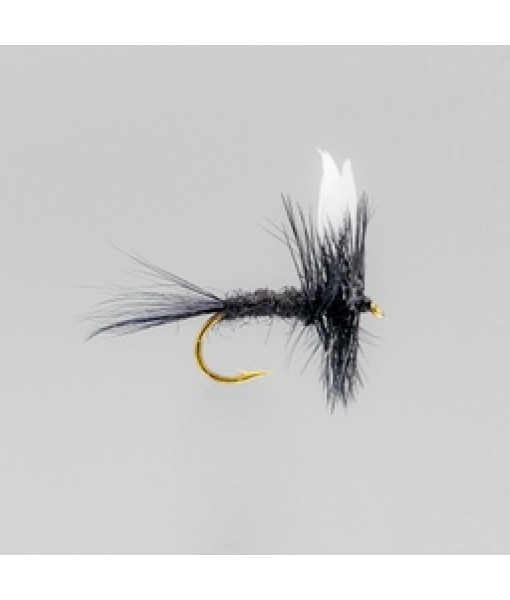 Black Gnat Seche