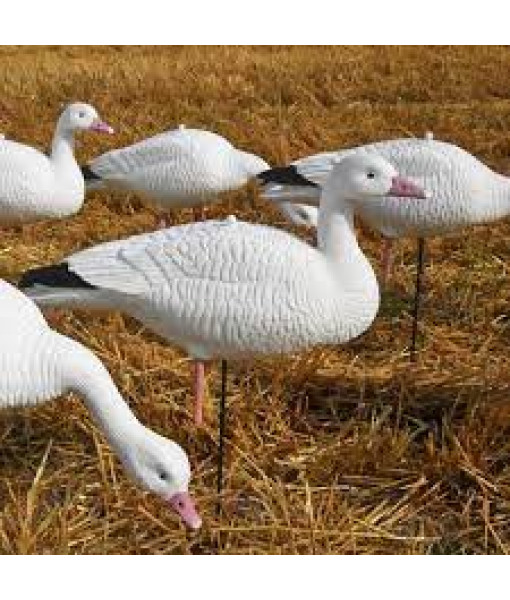 SKyfall Decoys Appelant Oie Blanche