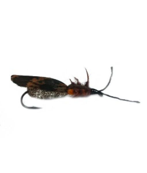 Adult Stone Fly